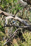 Blue fairy wren