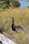Emu