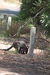 Kangaroe  met joey
