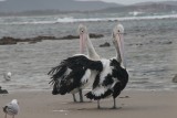 Naast pelicanen slapen
