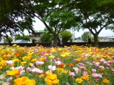 Mooie parkstop in Blennheim