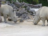 De missing van de big five, alsnog...