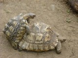 Casanova turtle, jammer dat je het gekreun niet hoort