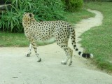 Cheetah