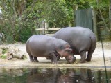Zoo, het dikke stel