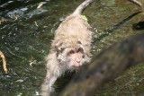 Monkey forest
