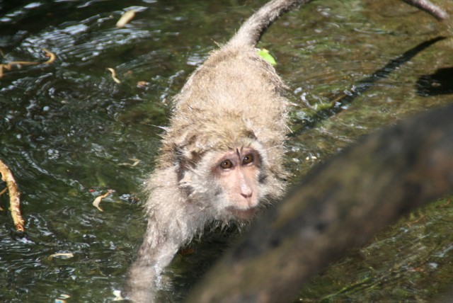 Monkey forest