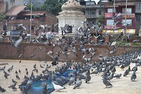 @ Pashupatinath Tempelcomplex
