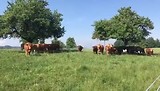 We krijgen concert door onze Zwitserse volgers.