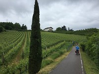 Fietsen door de wijngaarden