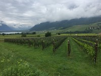 Uitgestrekte fruitboomgaarden