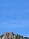 Nog meer roofvogels