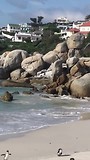 pinquins bij bolderbeach