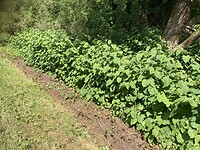 IMG_1810