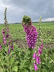 Digitalis maximalis
