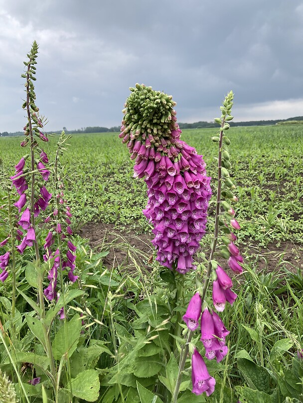 Digitalis maximalis