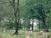 Geen Drentse Hei zonder schapen