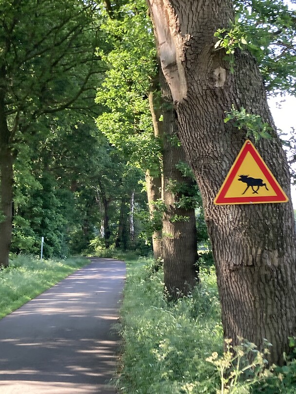 Overstekende rendieren?