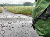 Graszaad