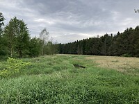 Veen en bos