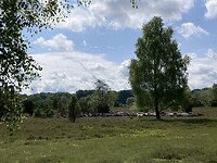 Lünenburger Heide