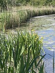 IMG_3750
