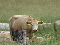 IMG_0554