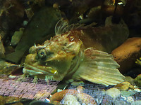IMG_0991
