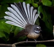 fantail