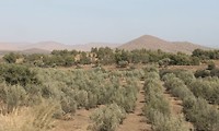 langs de grens olijven