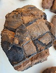 merzouga schildpadfossiel
