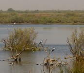 diawling de eerste ijsvogels