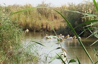 diawling familie pelikaan