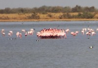 diawling flamingo dansgroep