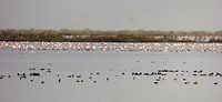diawling flamingo kolonie