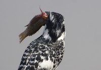 diawling ijsvogel detail vis