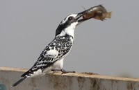 diawling ijsvogel lekker hapje