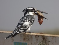 diawling ijsvogel lekkerbek