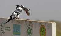 diawling ijsvogel op parkbord