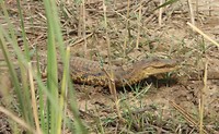 diawling jonge krokodil