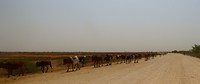 diawling koeien op de weg