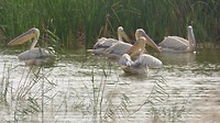 diawling pelikanen groep