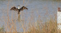 diawling stokstijf aalscholver
