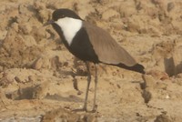 diawling wit zwarte vogel