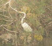 diawling witte reiger 2