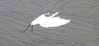 diawling witte reiger