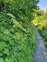 inlooptocht.bloemrijk