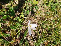 Alpentijloos