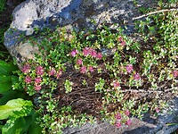 Alpineazalea