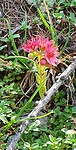 Sedumvillosum
